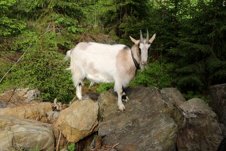 Animal summer animals
