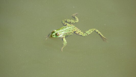 Animal green frog Free photos