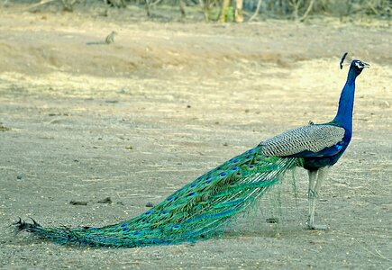 India bharat nature photo