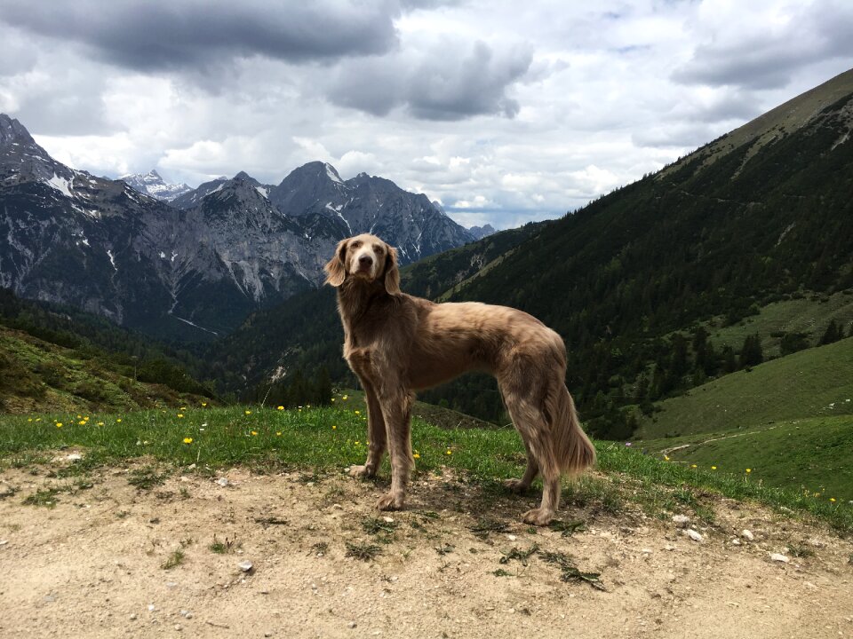Natu weimaraner sky