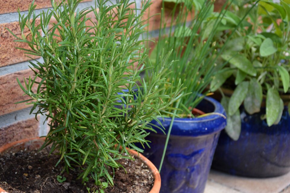 Plant herbs rosemary