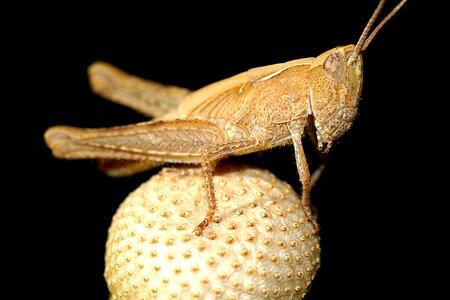 Macro konik grasshopper photo