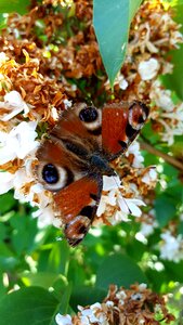 Animal garden summer
