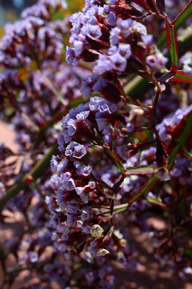 Purple flowers purple flower natural