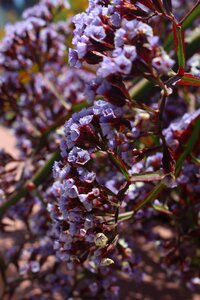 Purple flowers purple flower natural