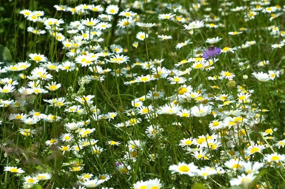 Daisies flowers grass