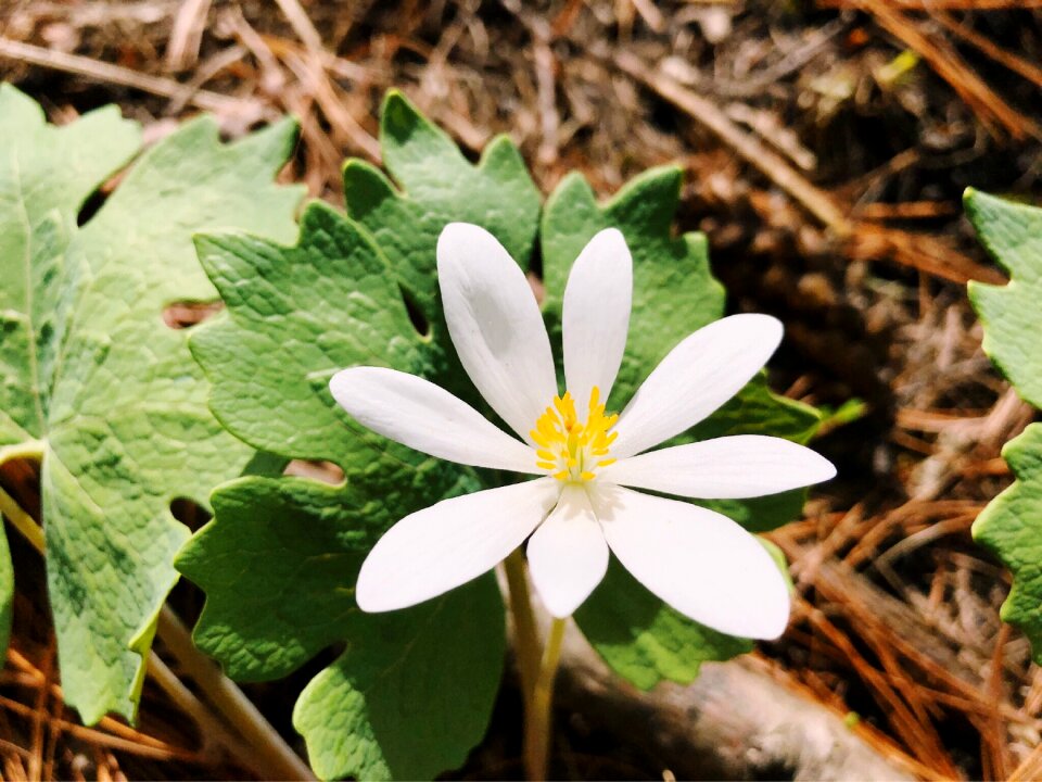 Flower nature spring