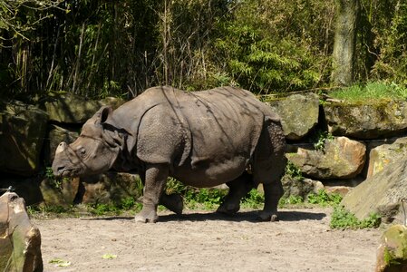 Bijdorp rotterdam indian rhino