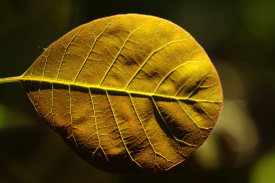 Closeup nature plant
