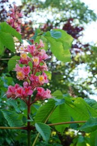 Pink nature beautiful