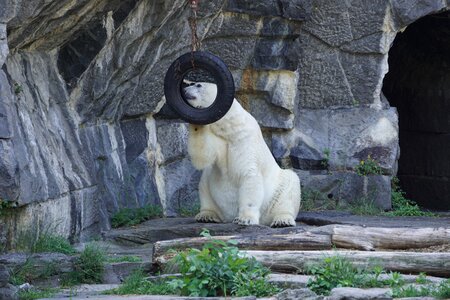 Predator kind bear zoo