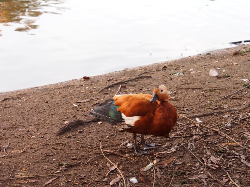 Animal water bird bill