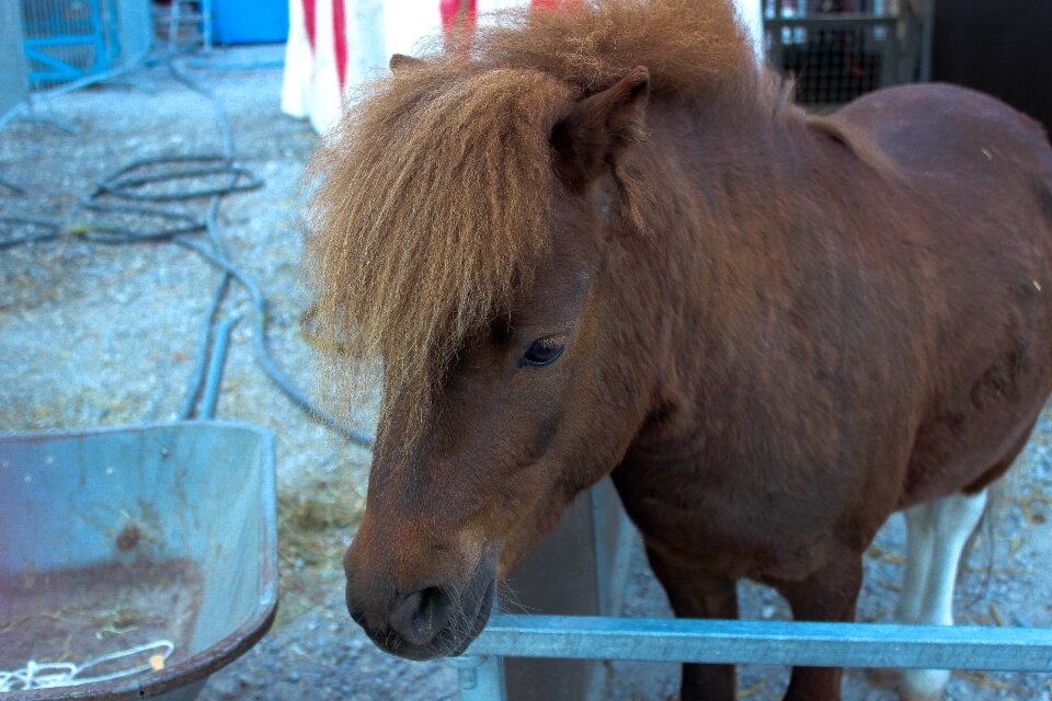 Animal circus brown horse photo