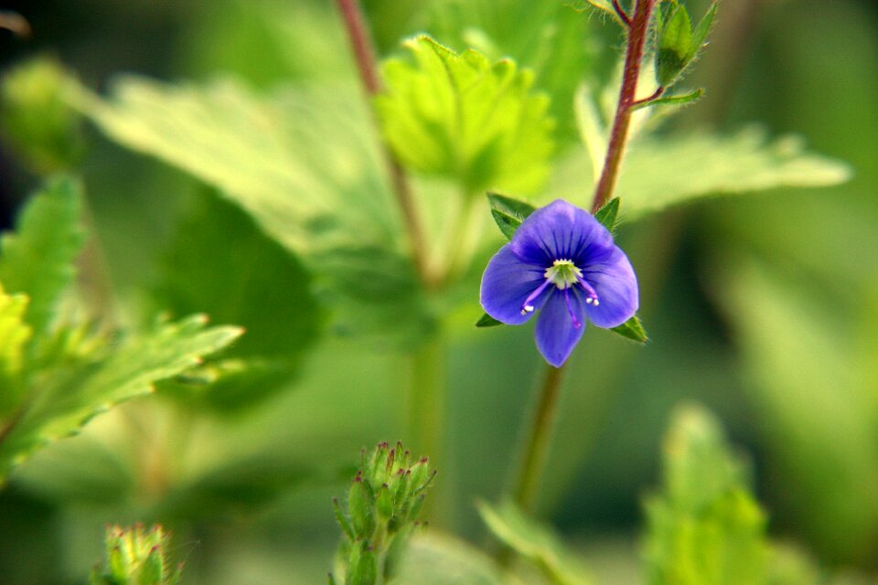 Summer nature plant