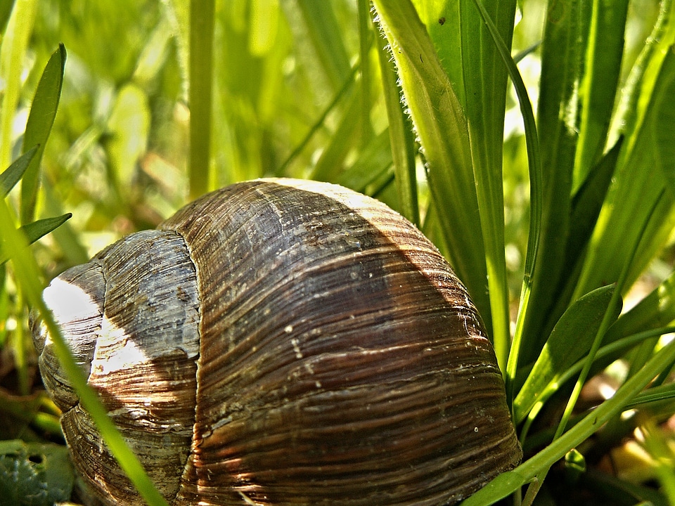 Conch snail macro grass