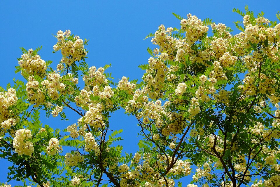 Nature spring forest
