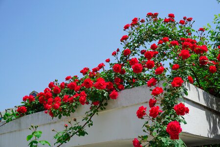 Rose rose vine Free photos