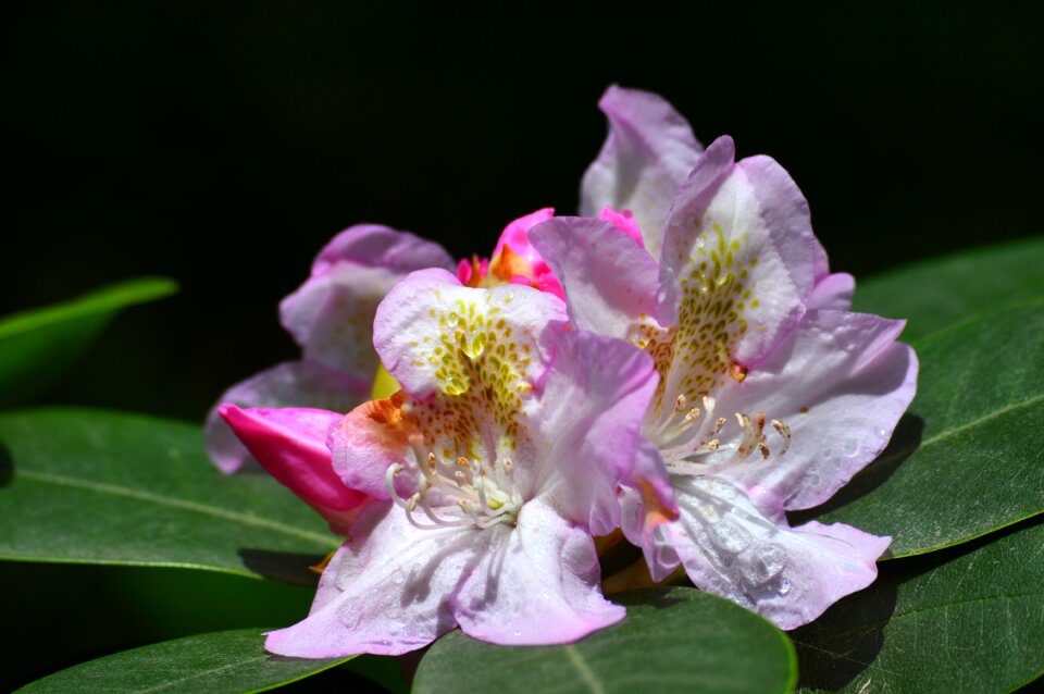 Spring plant flowers