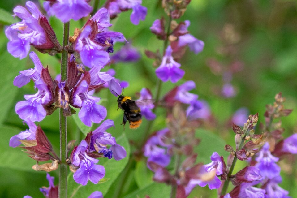 Bloom nature garden