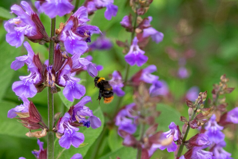 Bloom nature garden photo