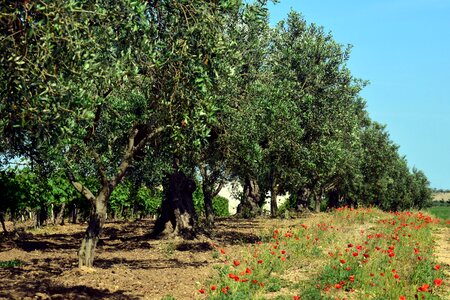 Olive grove agriculture olive planting photo