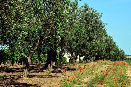 Olive grove agriculture olive planting