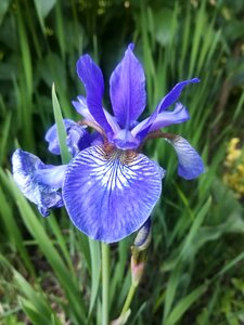 Garden flower iris