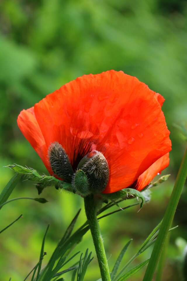 Wild flower field country
