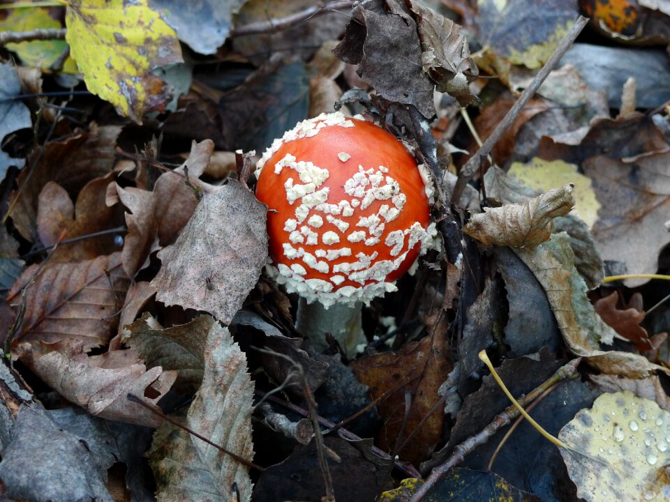 Red forest undergrowth