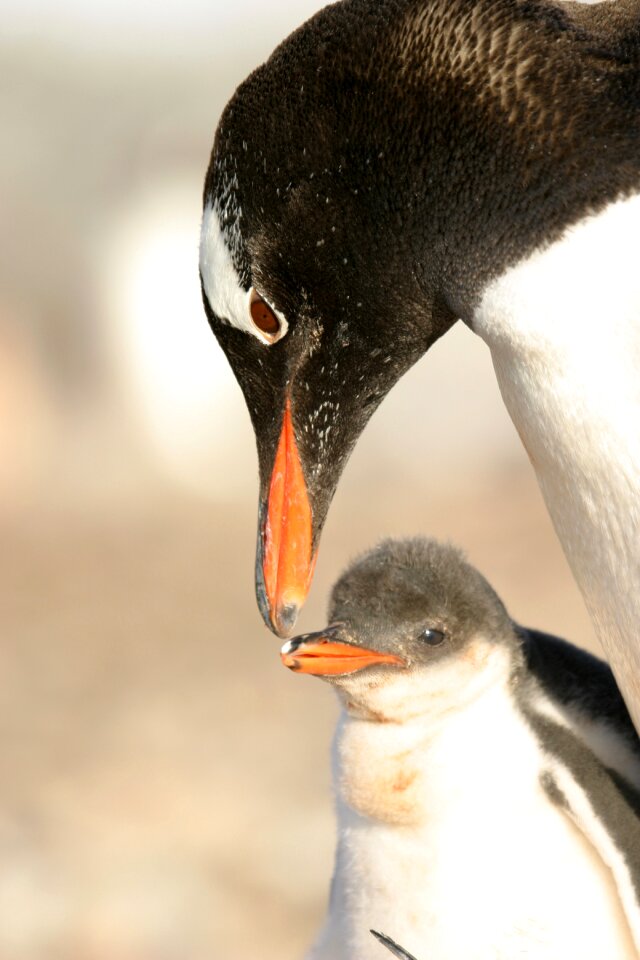 Penguin animal snow