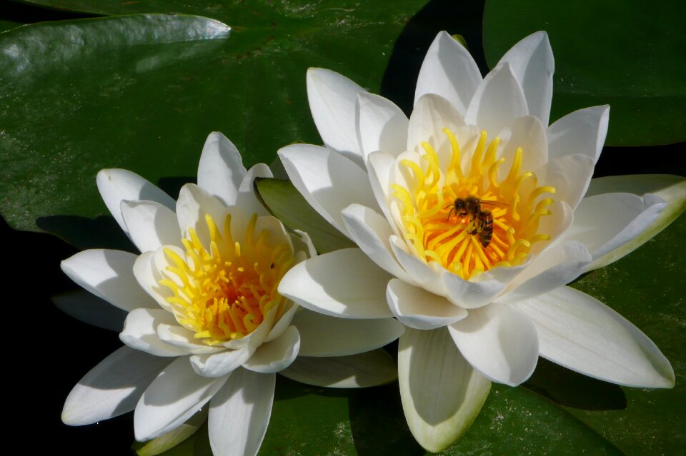 Flower water lily Free photos