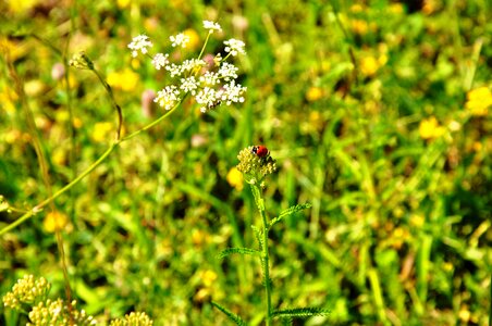 Ladybug meadow Free photos