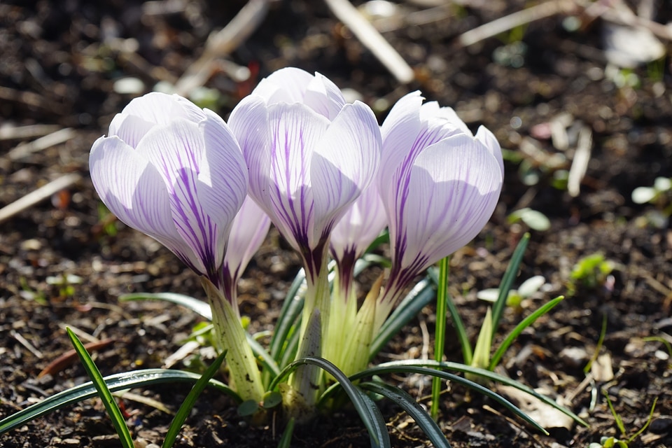 Striped flower spring