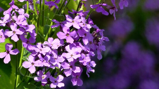 Moth-willow flowers nature photo