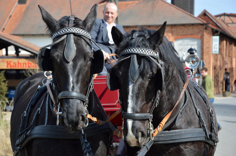 Animals horses Free photos