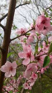 Cherry blossom plants nature