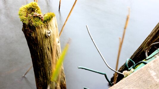 Water moss wood