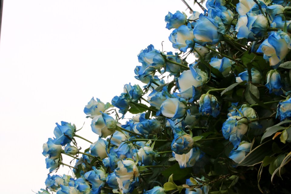 Nature flowers fresh medium