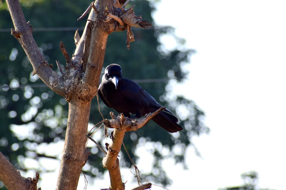 Animal nature wildlife
