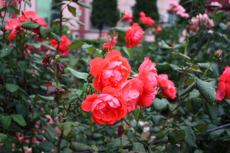Raindrops dew flowers