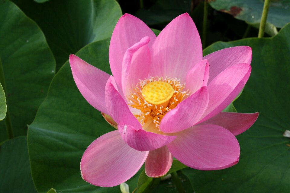 Lotus flower eight months available at the foot of the Free photos