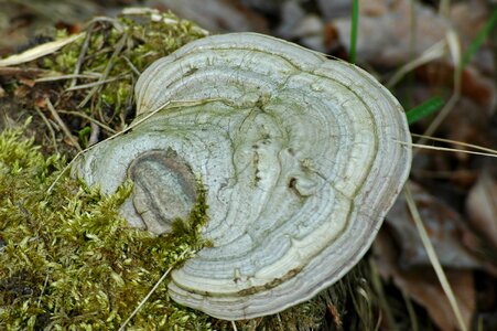 Wood hub moss closeup