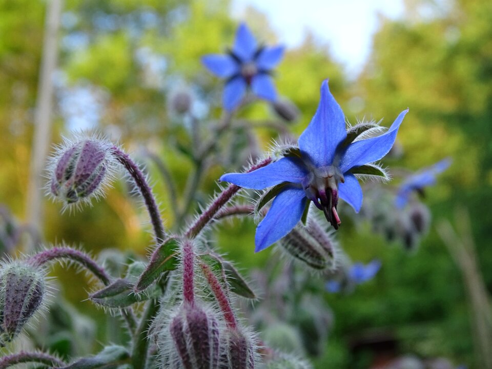 Borage borretschblüte cucumber herb