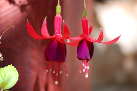 Bells flower flowers