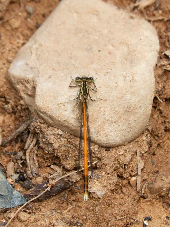 Dragonfly damselfly platycnemis acutipennis
