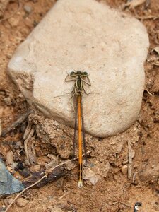 Dragonfly damselfly platycnemis acutipennis photo