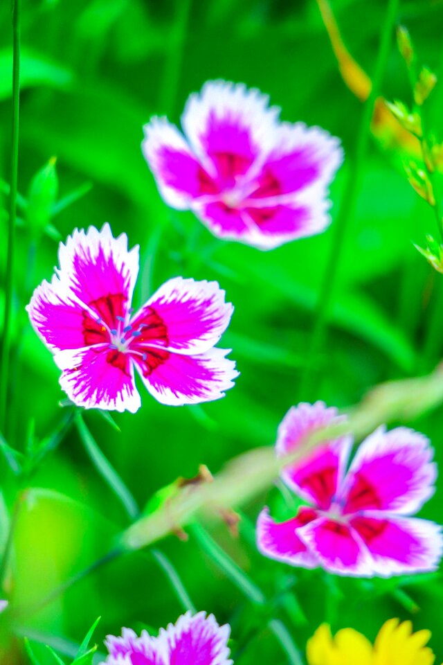 Flower leaf summer