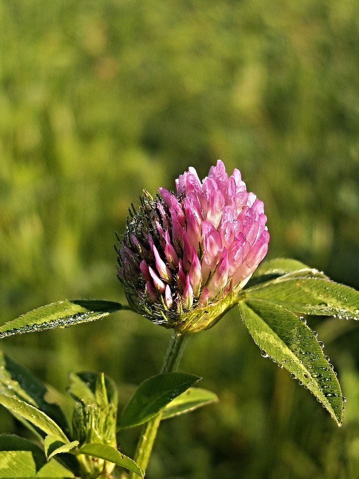 Flower dew macro