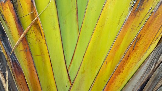 Texture leaves background