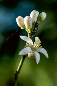 Flora white flower macro